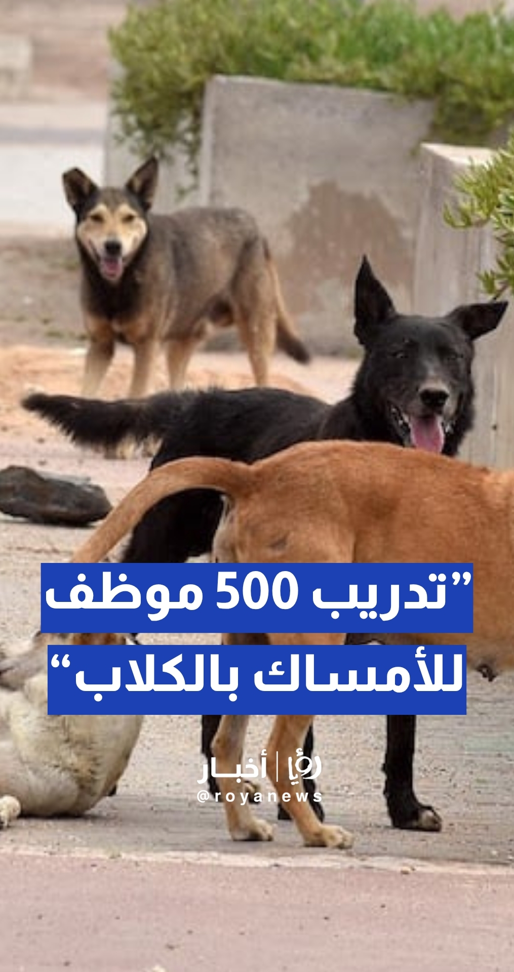 280 بندقية تخدير للبلديات ومجالس الخدمات لمكافحة ظاهرة الكلاب الضالة