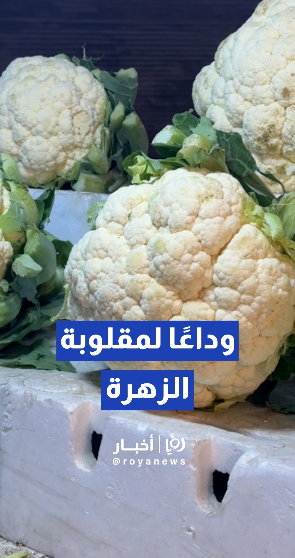 أسعار "الزهرة" ترتفع في أسواق وسط البلد بعمان إلى دينار وربع للكيلوغرام الواحد