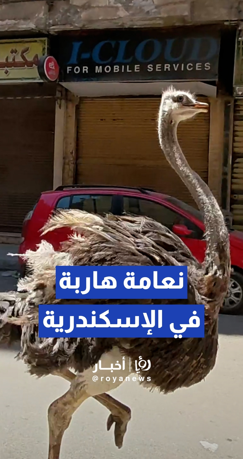 شاب يطارد نعامة هاربة تقود في شوارع الإسكندرية