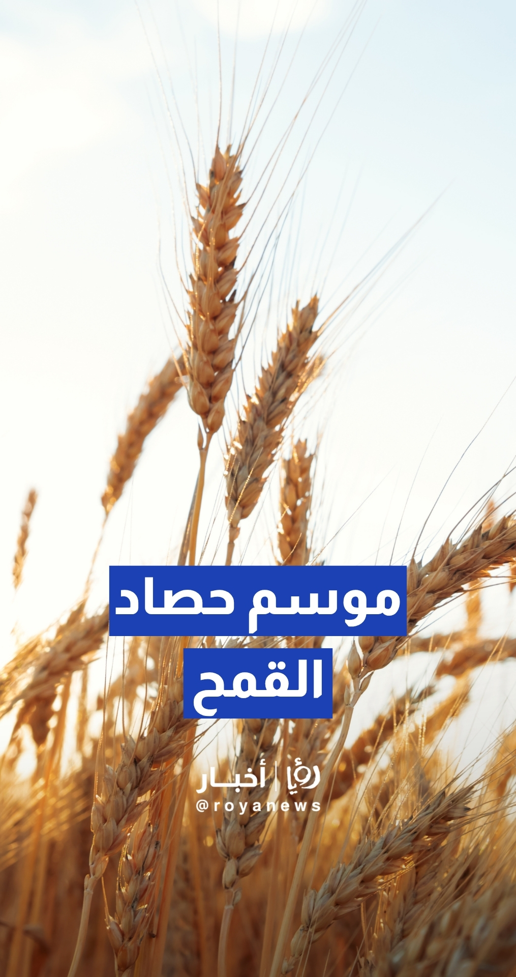 ذهب حوران: انطلاق موسم حصاد القمح الوفير