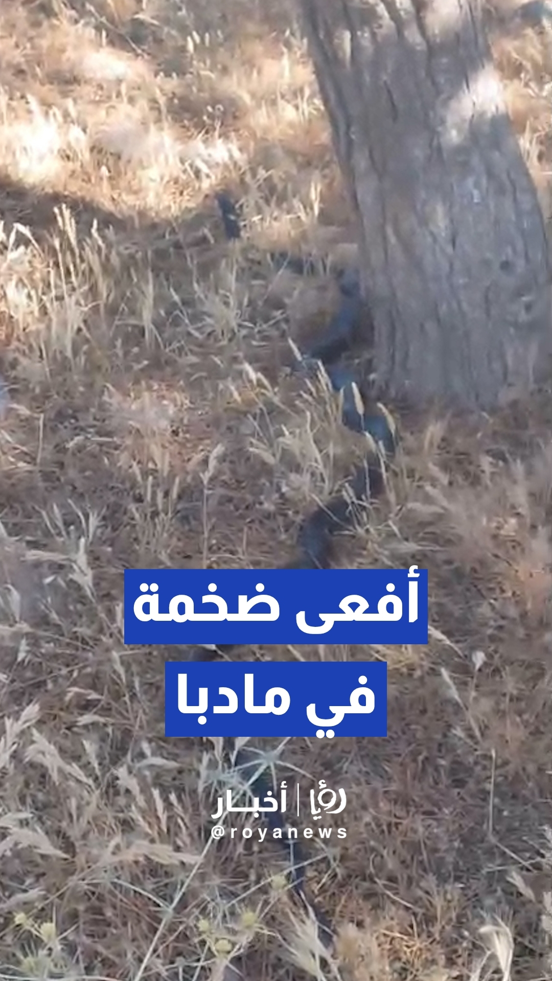 رصد أفعى سوداء ضخمة الحجم تتحرك بـشكل حر في مادبا