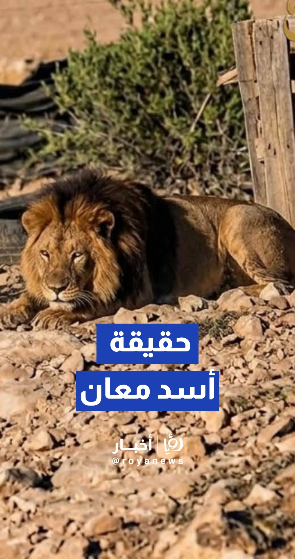 ليست هيبة الأسد بل وبر السجاد.. نهاية طريفة لفيديو 'اسد معان' الطليق"
