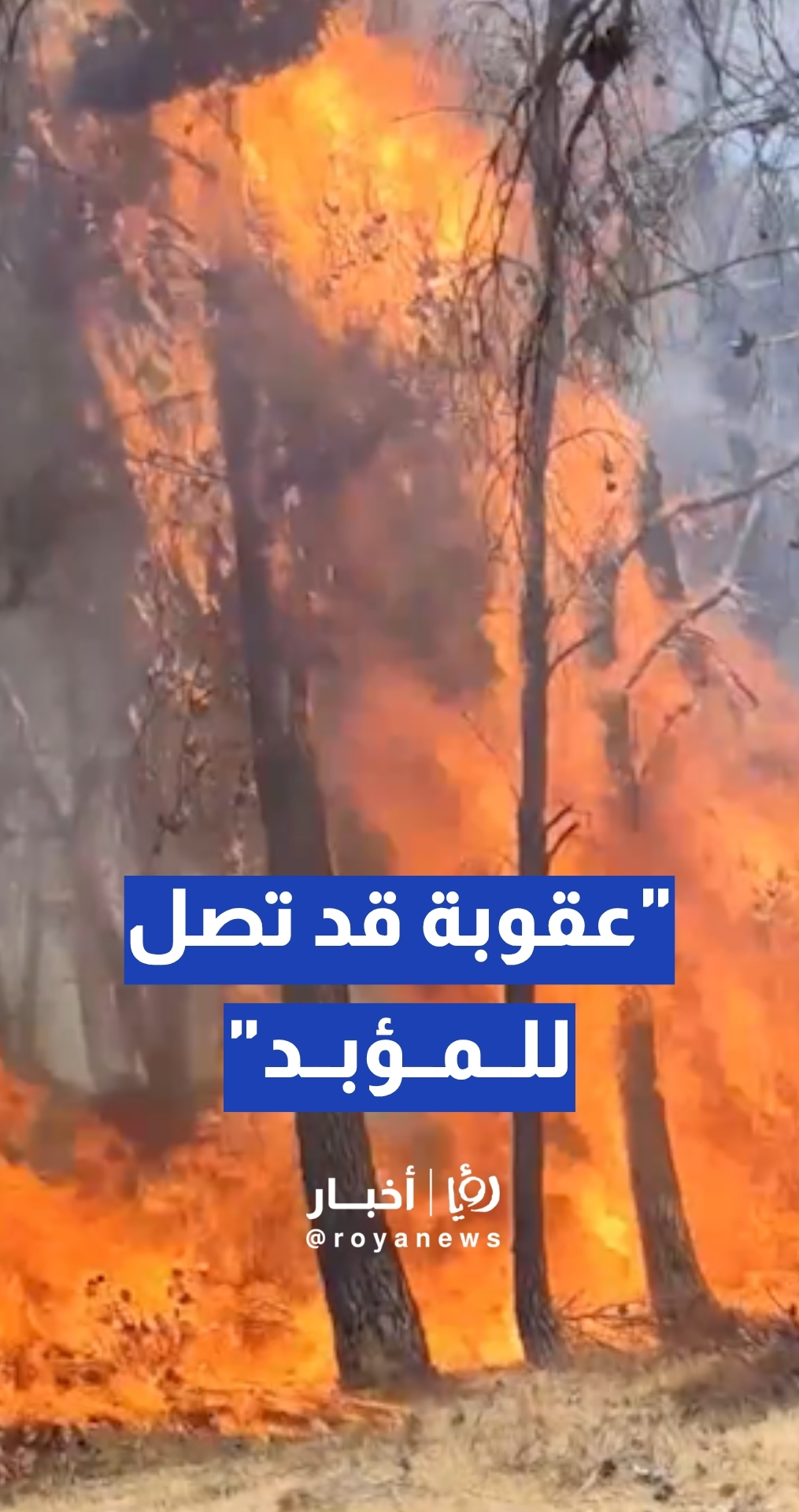 قطيشات: القانون يحاسب من يفتعل الحرائق وقد تصل إلى المؤبد