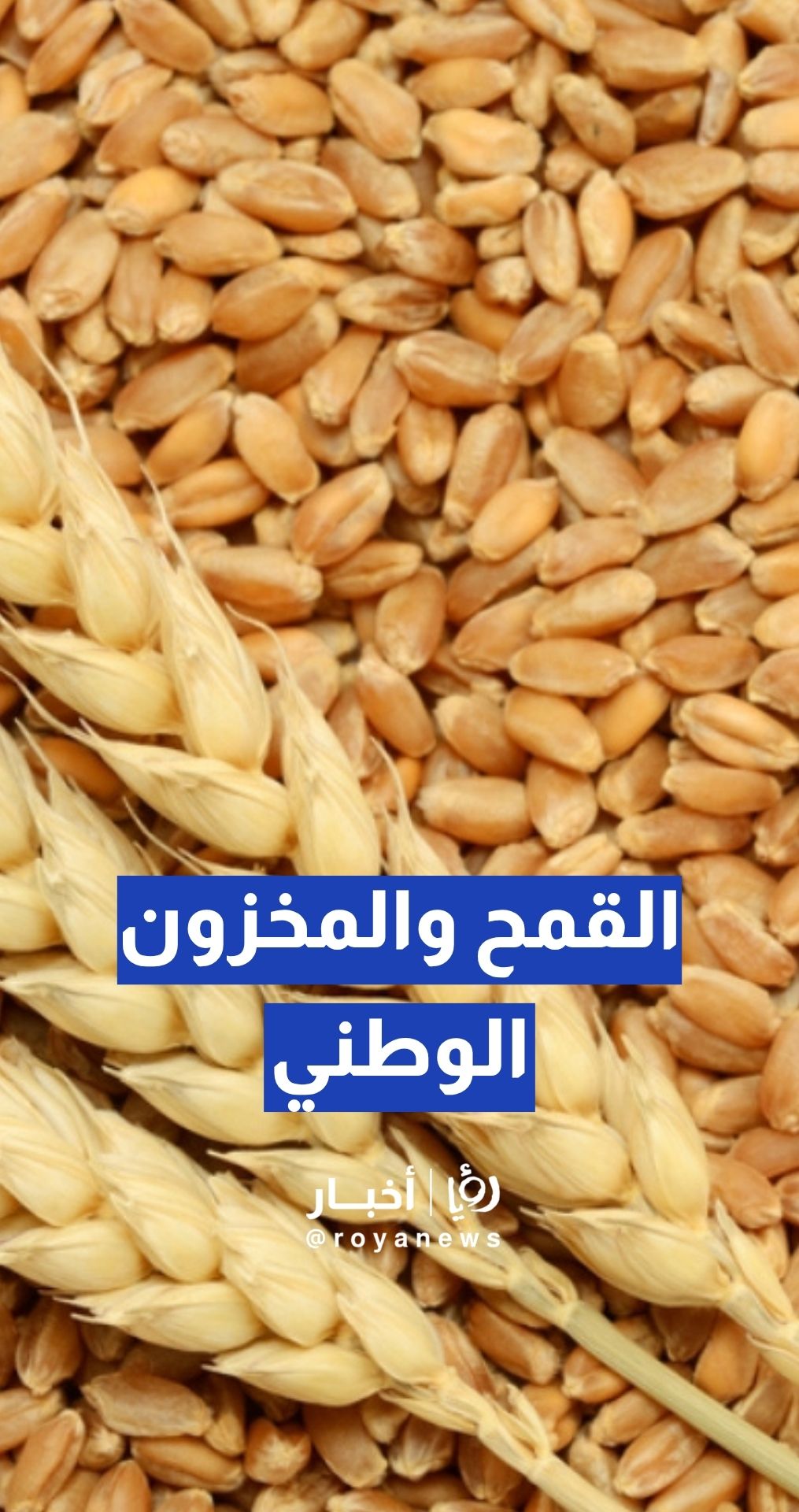 هل يؤثر الإنتاج المحلي من القمح والشعير على المخزون الوطني؟