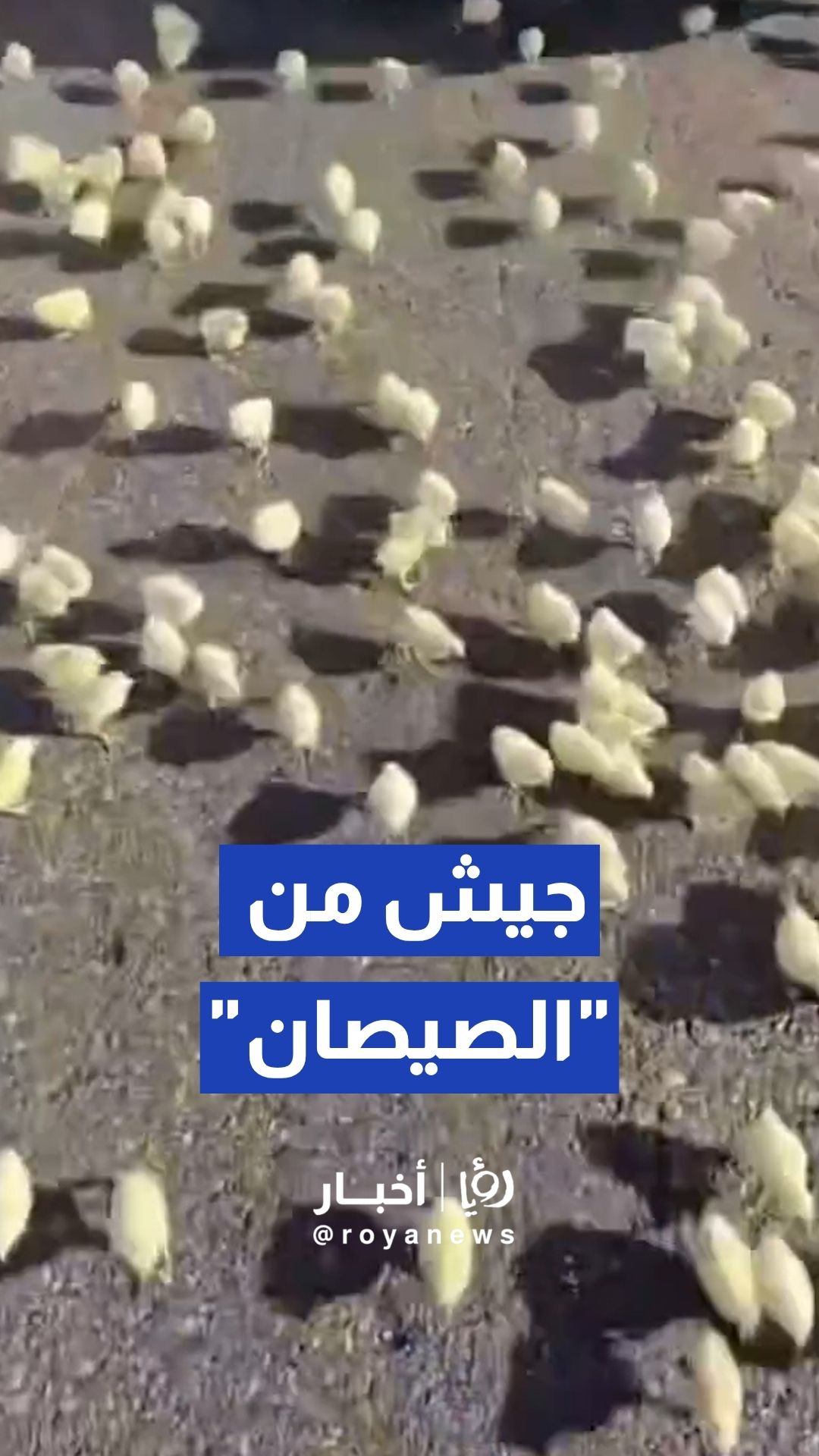 انقلاب شاحنة محملة بـ "الصيصان" يغلق طريق بغداد الدولي مؤقتا