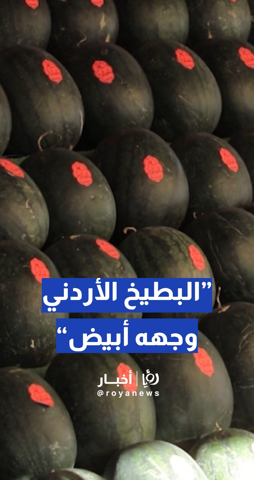 وزارة الزراعة: البطيخ الأردني وجهه أبيض... والبطيخ "المهرمن" إشاعة نسمعها من 2012