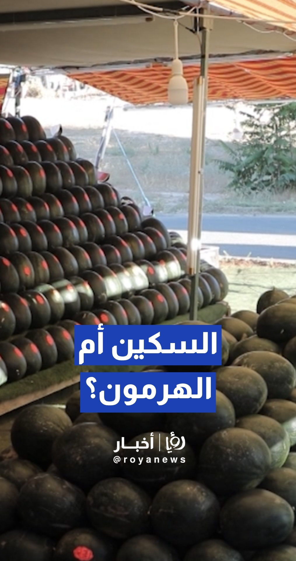 السكين أم الشمس أم الهرمون؟... من المتسبب بتسمم البطيخ؟