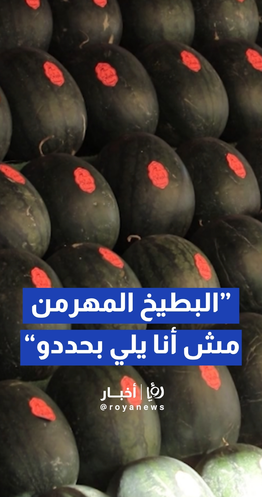 تجار بطيخ: البطيخ المهرمن مش أنا يلي بحددو ويلي بمسح البطيخ بالسبيرتو هذا يلي بسمم البطيخ