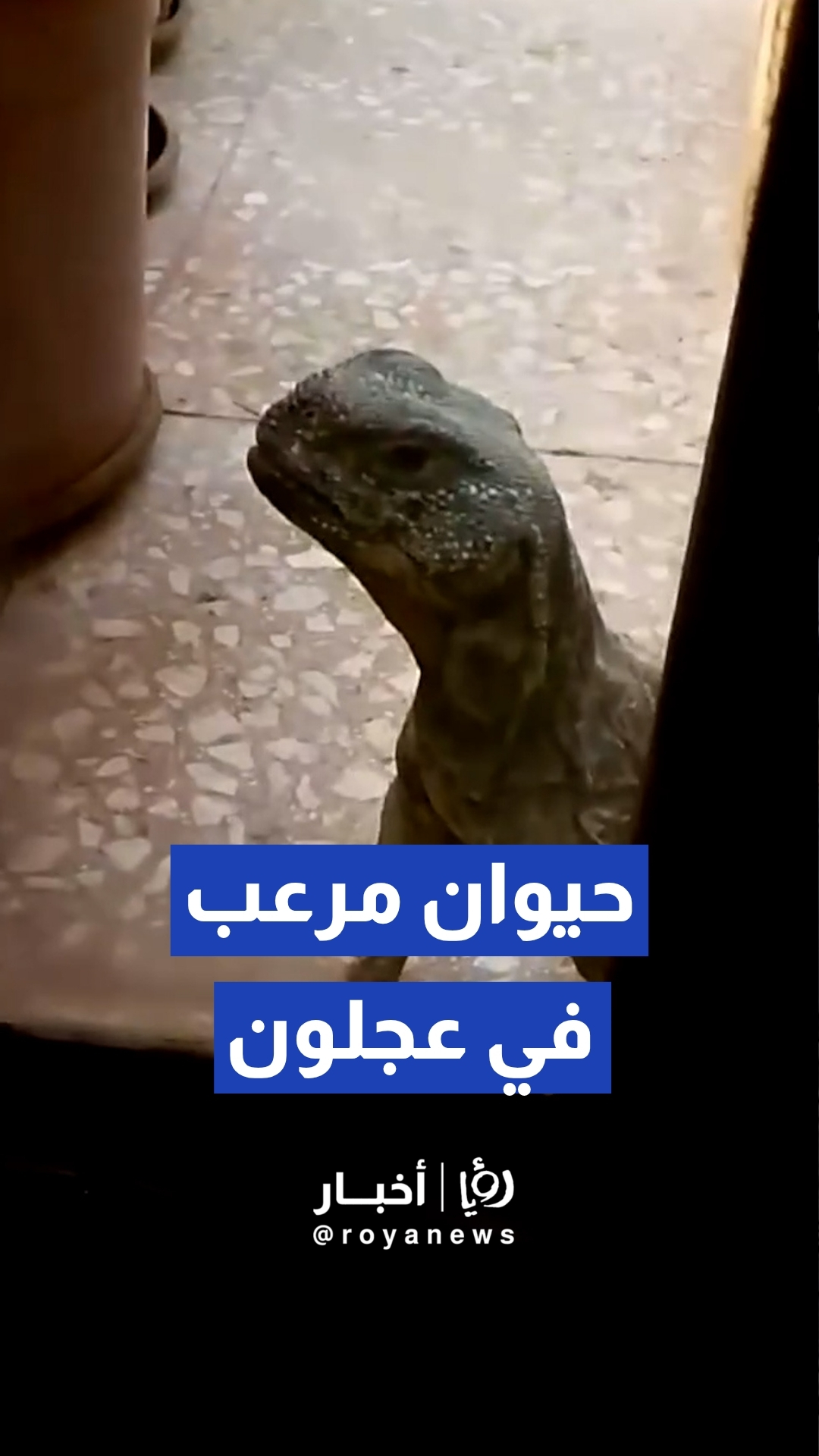 رصد زاحف كبير أمام أحد المنازل السكنية في منطقة عين جنة بمحافظة عجلون