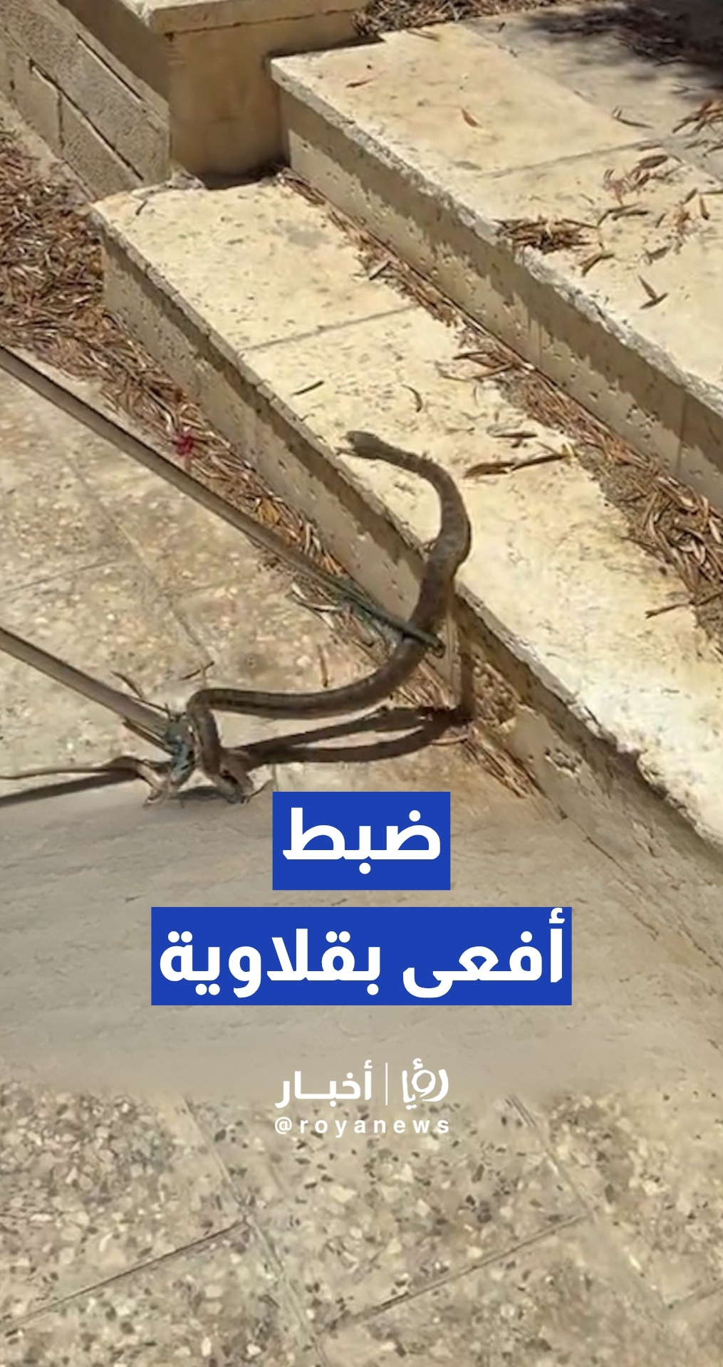 خبير أفاعي يضبط "أفعى بقلاوية" في حي الزواهرة
