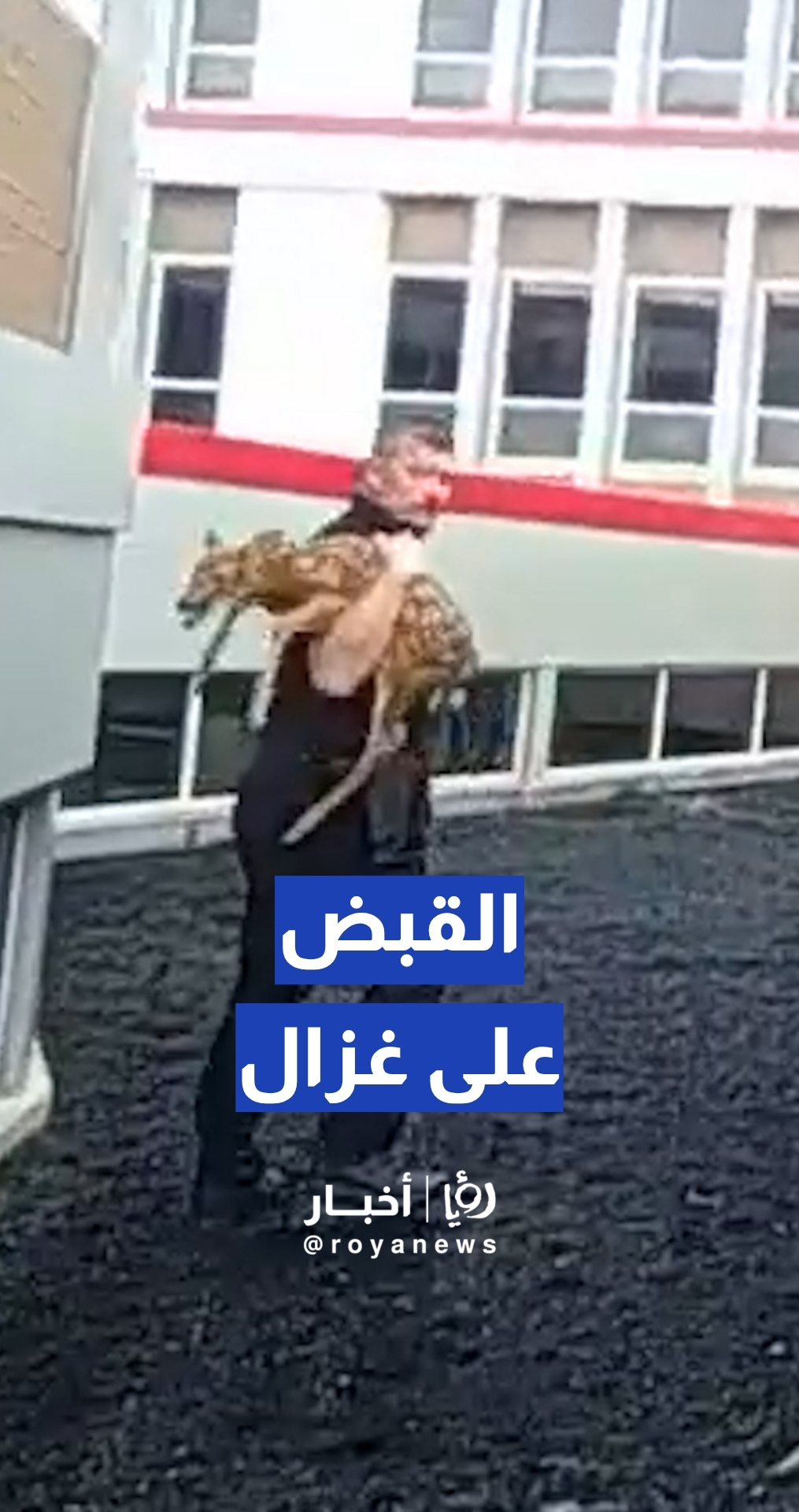 بمهارة حراس المرمى.. شرطي أمريكي يتمكن من السيطرة على غزال مذعور