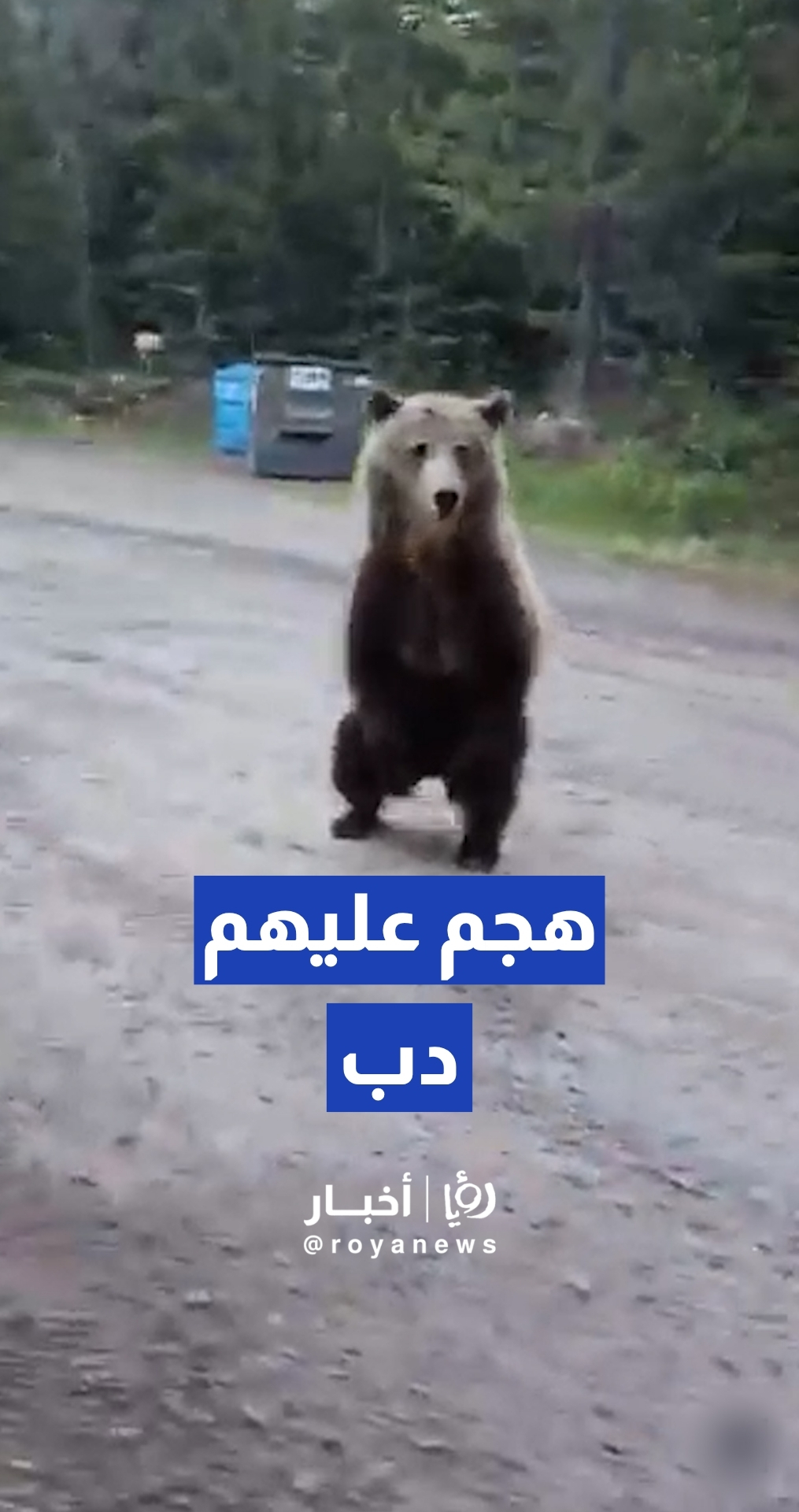 امرأة تنجو من مواجهة خطيرة مع دب أثناء تنزهها مع كلبها في ألبرتا الكندية