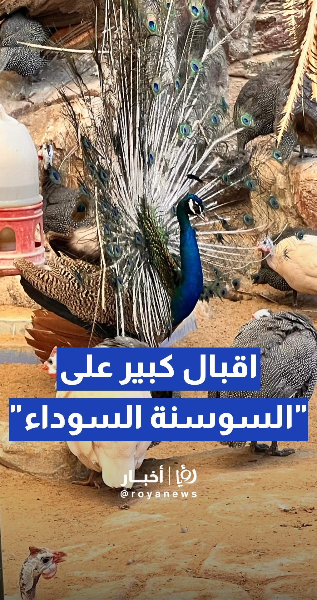 توافد غفير للزوار إلى حديقة السوسنة السوداء بعد إعادة افتتاحها بقرار قضائي