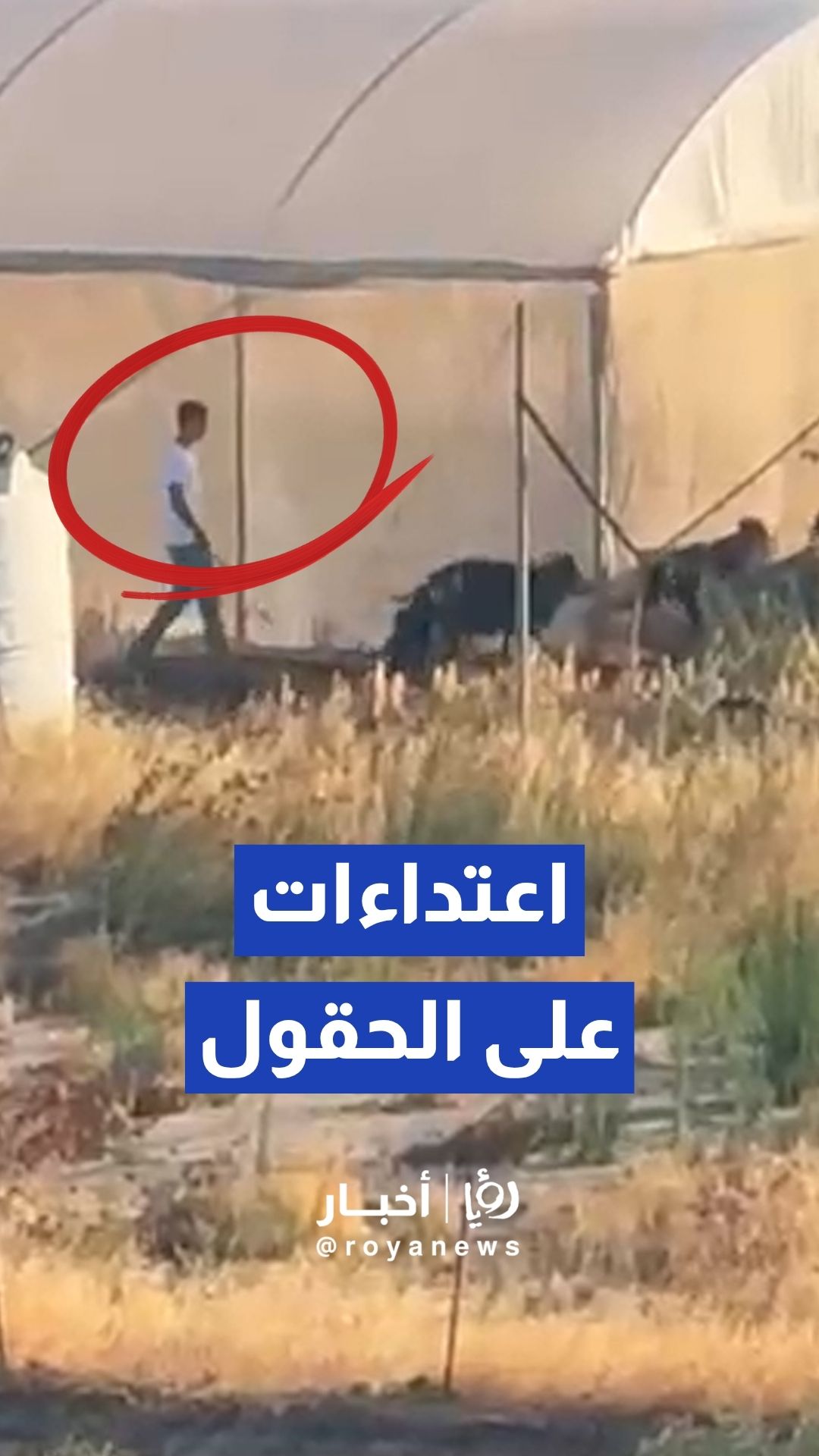 مستوطنون يعتدون على أراضي قرية المغير ويرعون مواشيهم في حقولها