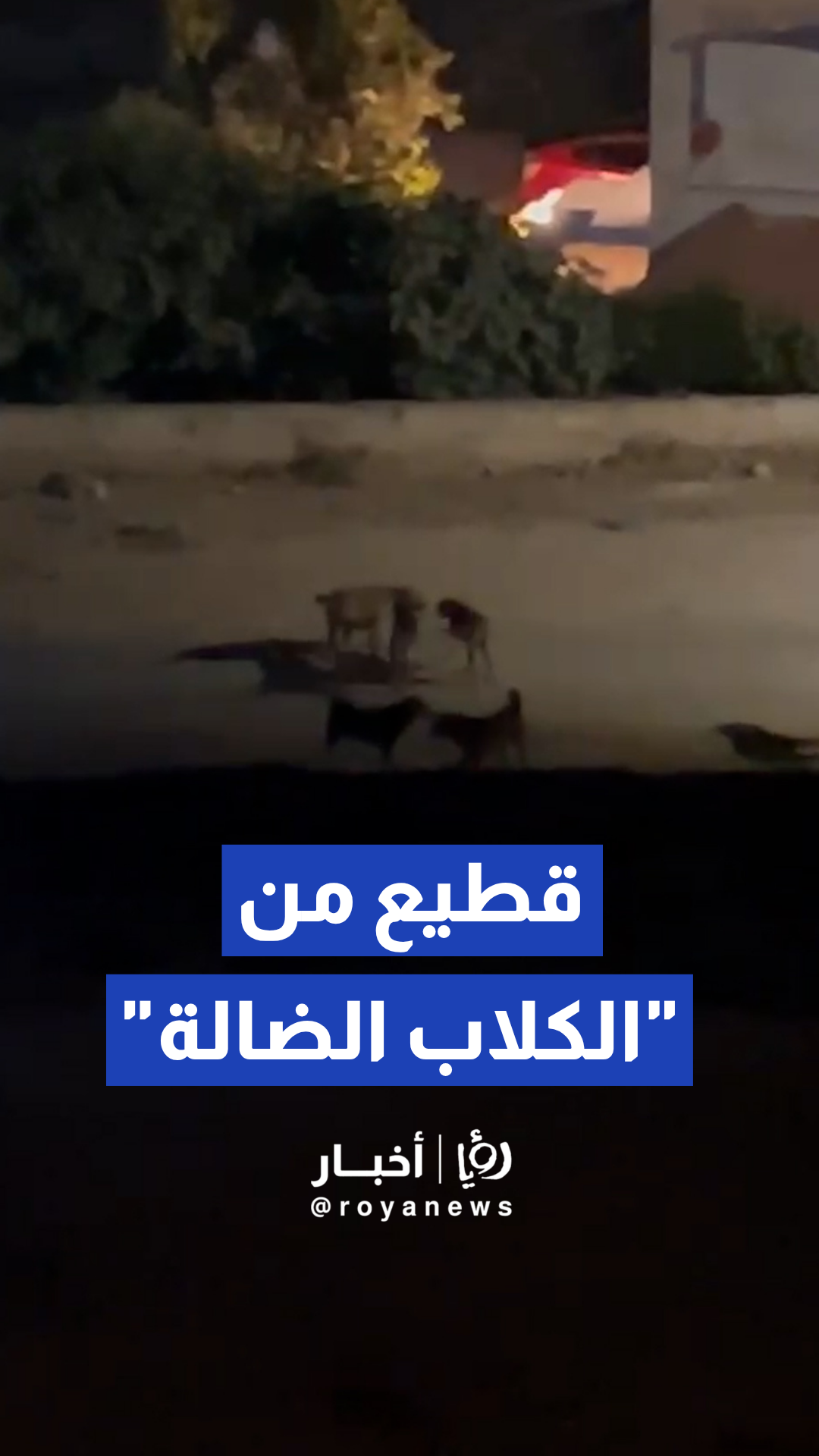 قطيع من الكلاب الضالة تتجول بحرية داخل أحد الأحياء السكنية في مرج الحمام
