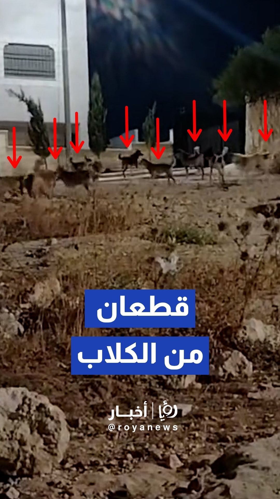 انتشار وتجمع قطعان الكلاب الضالة داخل الأحياء السكنية بالزرقاء