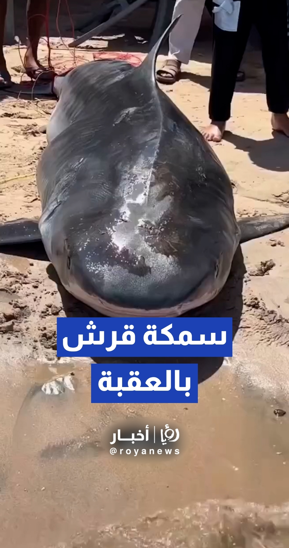 مراسل رؤيا: صياد أردني يصطاد سمكة قرش في خليج العقبة