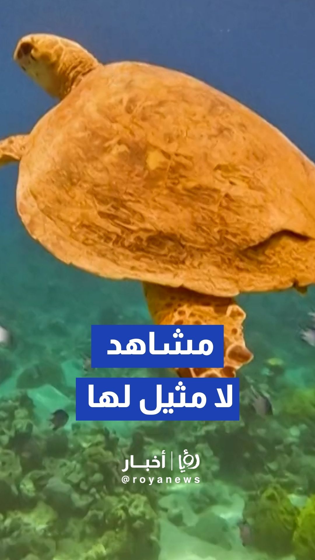 البرك الملونة في البحر الميت : جمال طبيعي ومخاطر خفية