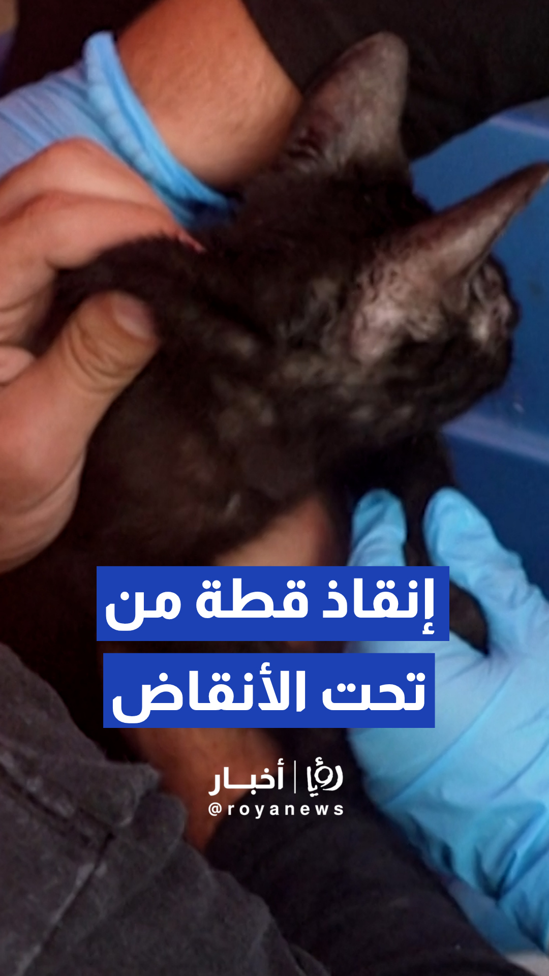 إنقاذ قطة صغيرة من تحت أنقاض الزلزال المدمر في فنزويلا