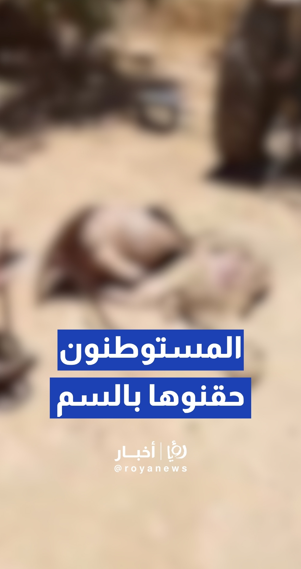 اعتداء سافر يستهدف الثروة الحيوانية.. مستوطنون يسممون أغناما فلسطينية في الخليل