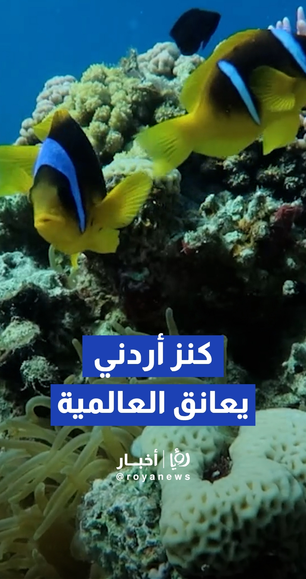 إدراج محمية العقبة البحرية رسميا على قائمة التراث العالمي لمنظمة اليونسكو