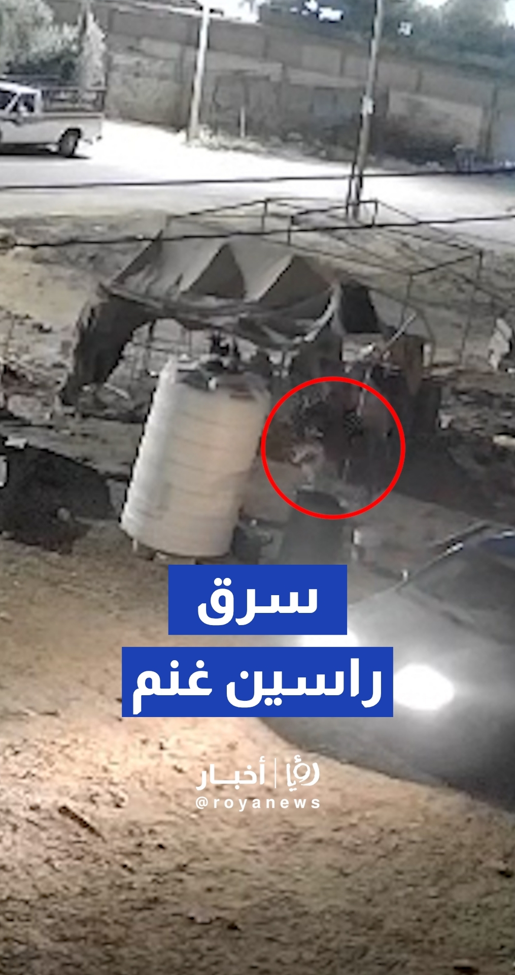 كاميرا مراقبة توثق سرقة رأسين من الأغنام في مادبا