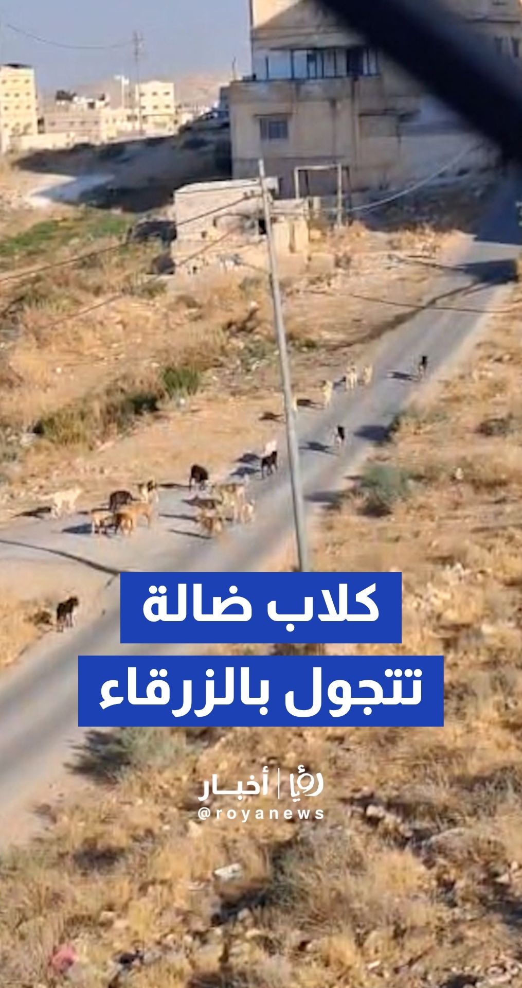 أعداد كبيرة من الكلاب الضالة تتجول في شوارع الزرقاء