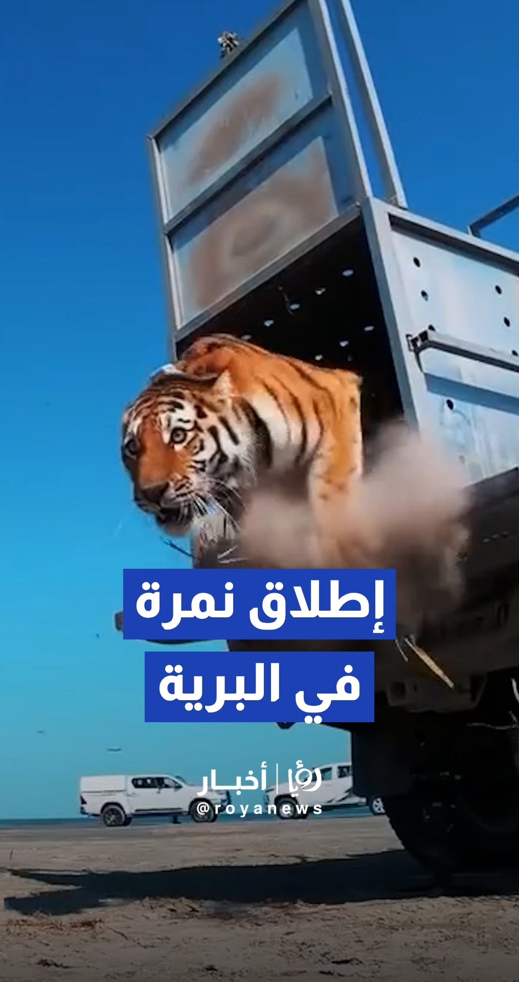 كازاخستان تطلق نمرة في البرية لإعادة توطين الأنواع المنقرضة منذ 70 عاما