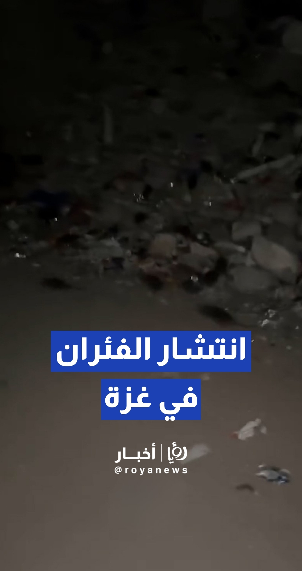 فلسطيني يوثق انتشارا كثيف للفئران بين أنقاض المنازل في غزة