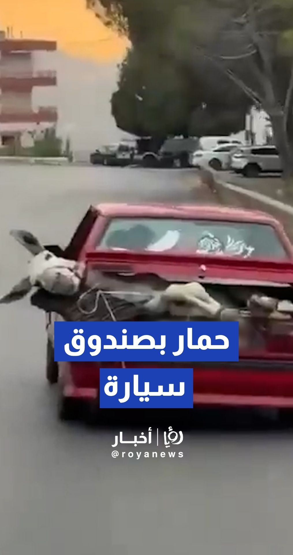 حمار داخل صندوق سيارة على طريق عكار في لبنان