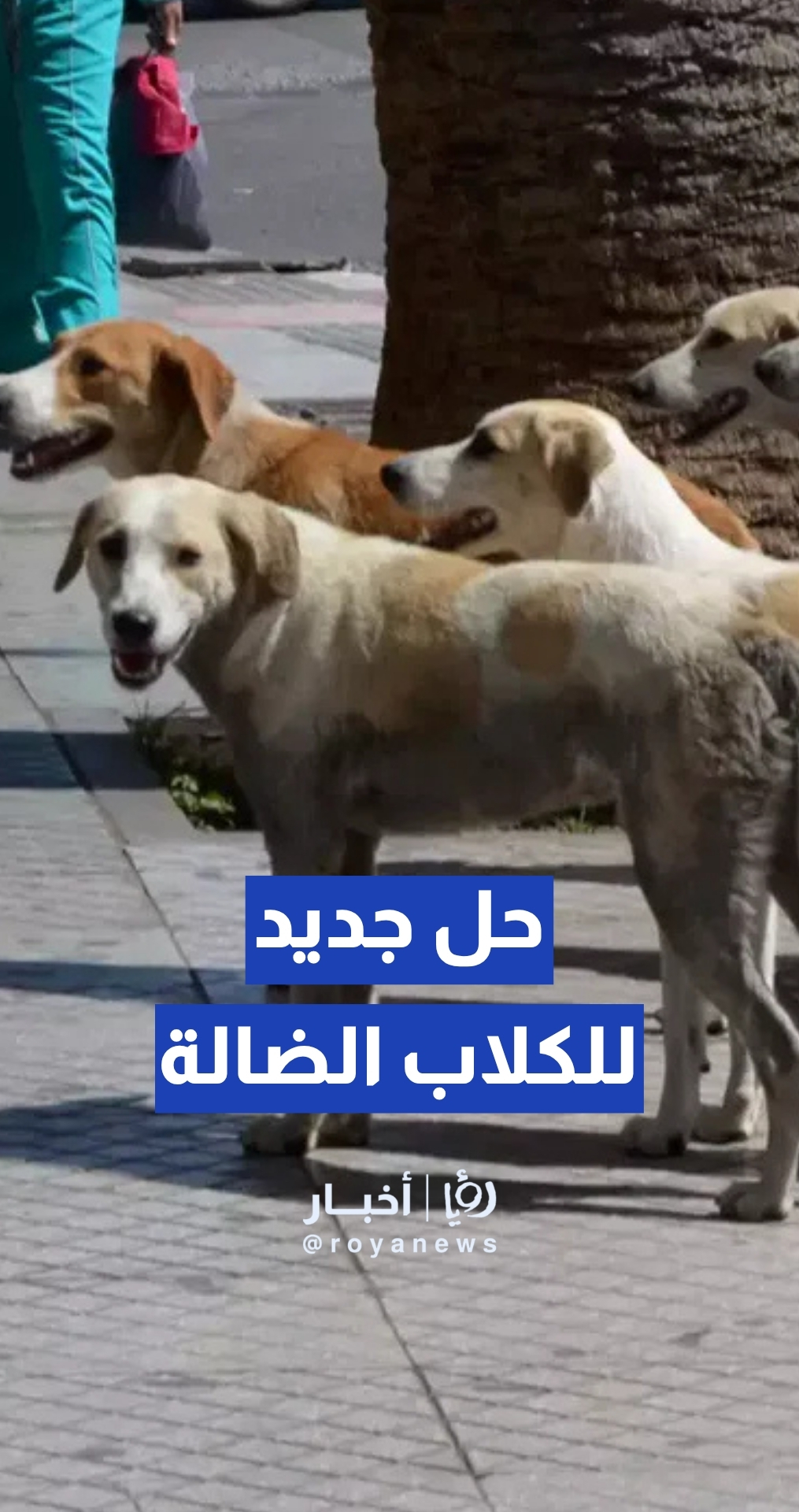 أمانة عمان: برنامج ABC للكلاب الضالة سيطبق في كافة بلديات الأردن خلال الفترة المقبلة