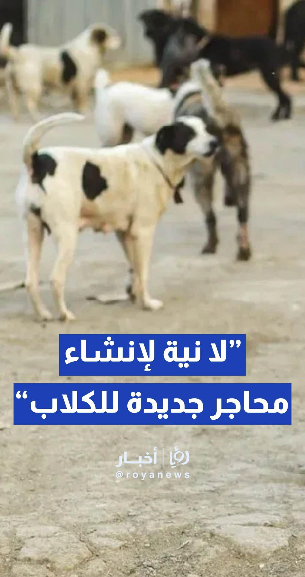 أمانة عمان: لا نية لإنشاء محاجر جديدة للكلاب في العاصمة