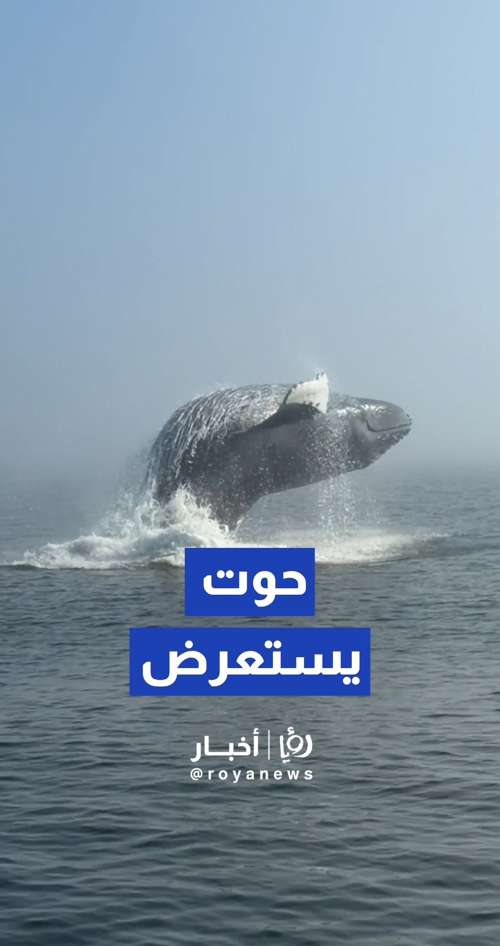 قفزة استثنائية لحوت عملاق قبالة سواحل كيبك الكندية