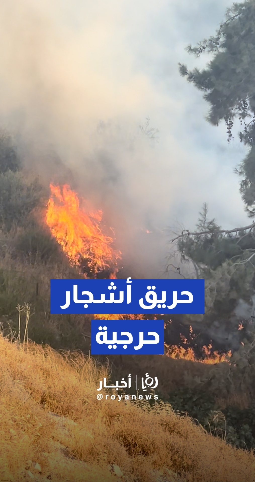 الدفاع المدني يخمد حريقا طال أشجارا حرجية ومثمرة في ناعور
