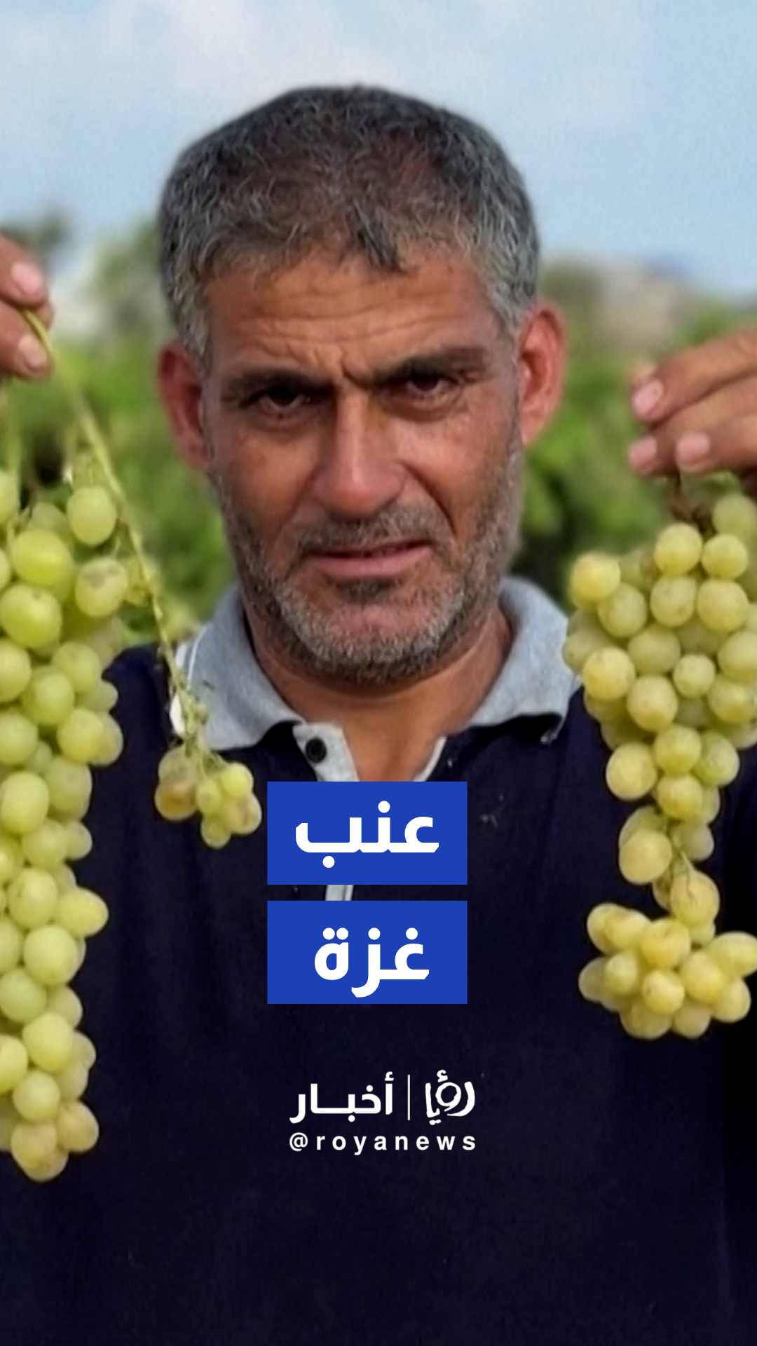 مزارعو غزة يحيون أشجار العنب والتين من جذورها تحت الأنقاض