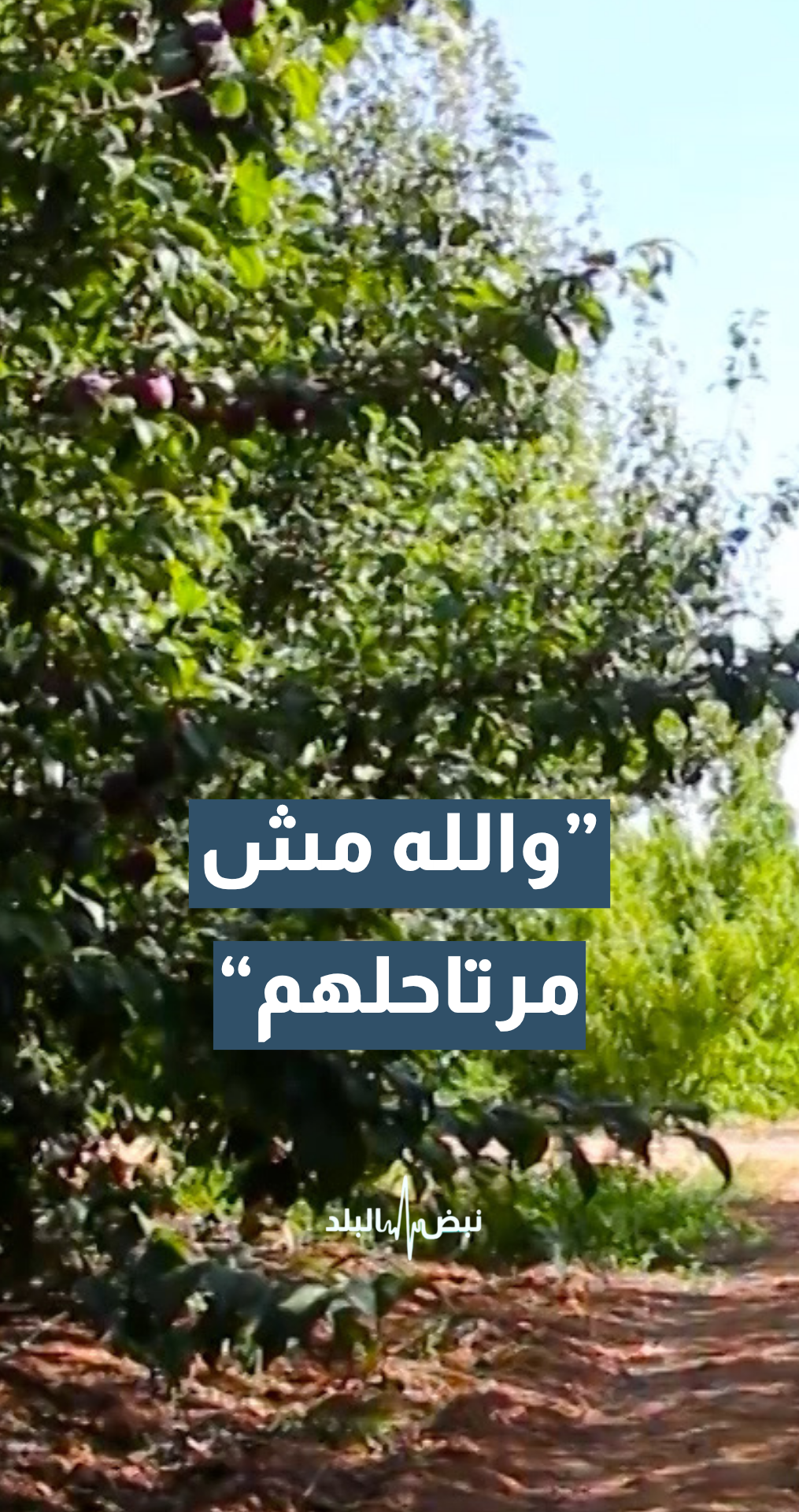 والله مش مرتاحلهم... مزارع: البندورة حقها 3 دنانير.. وتنباع بـ70 قرشا