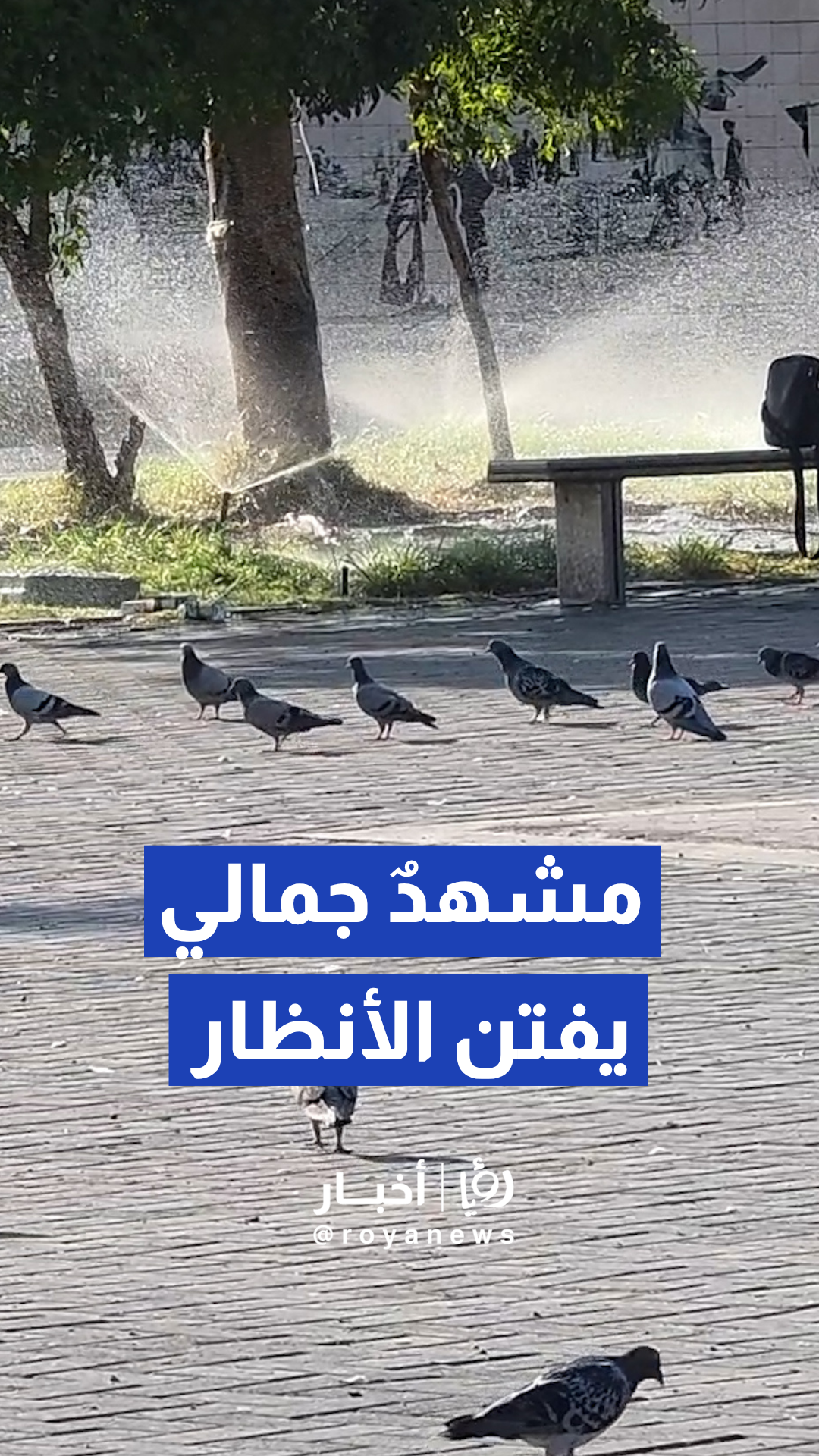 الحمام يزين الساحات العامة والنوافير بالعقبة