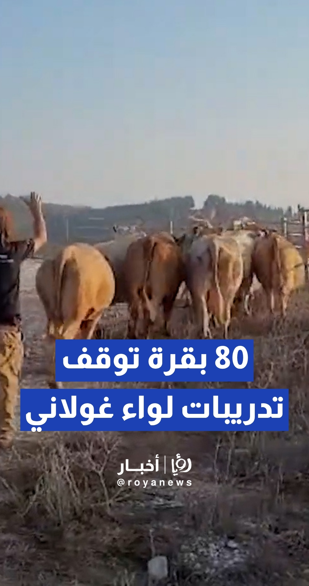 دخول 80 بقرة إلى منطقة رماية يجبر لواء جولاني "الإسرائيلي" على إيقاف تدريباته