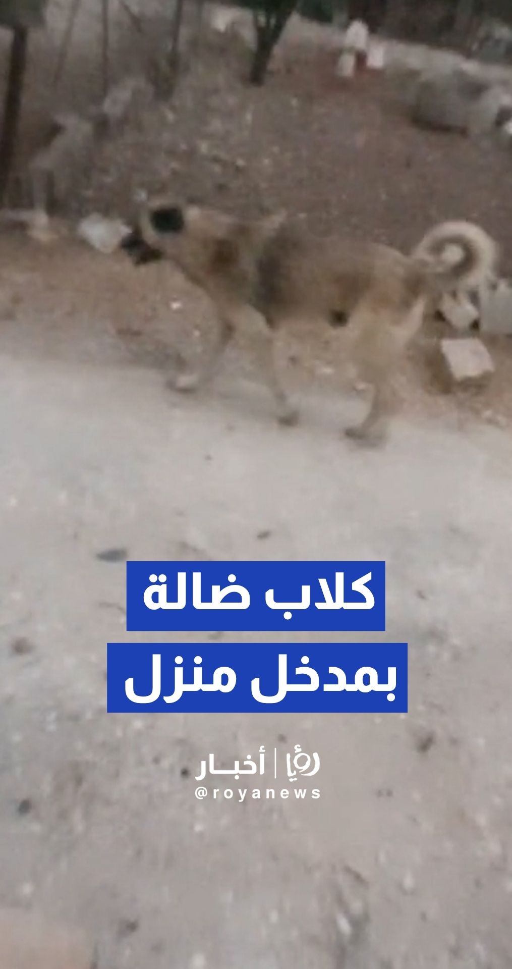 كلاب ضالة تقتحم مدخل منزل في منطقة جاوا