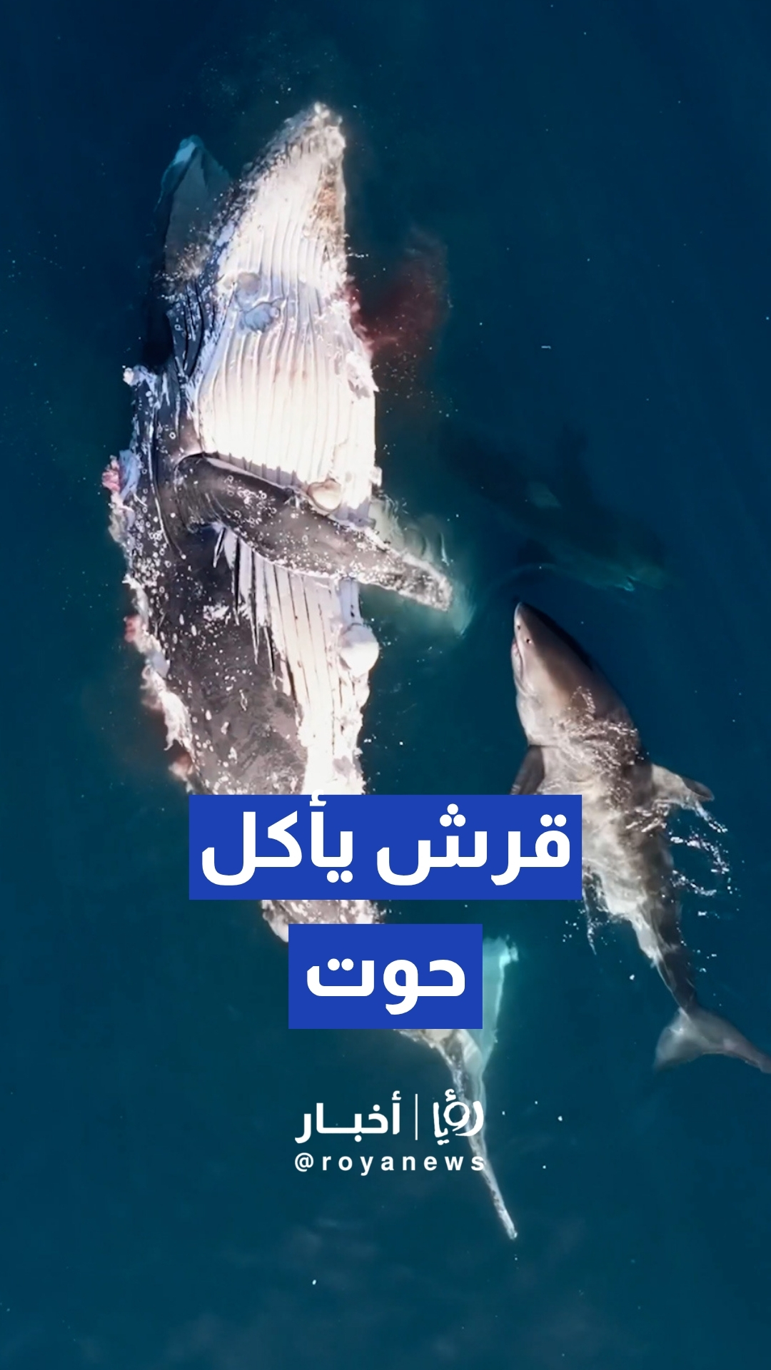 شاهد قروشا تتغذى على جيفة حوت أحدب قبالة سواحل أستراليا