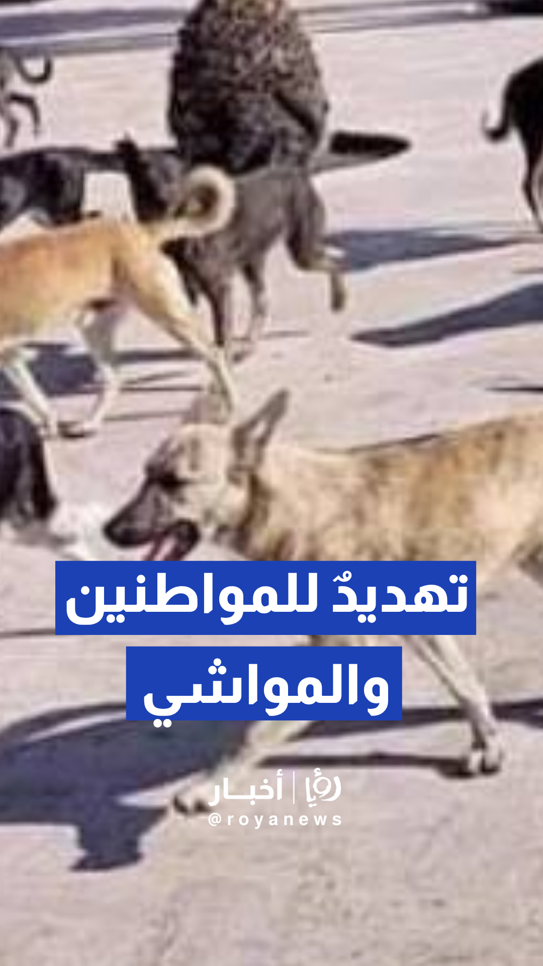 هجوم الكلاب الضالة يهدد الثروة الحيوانية ومربوها يطالبون بالحلول