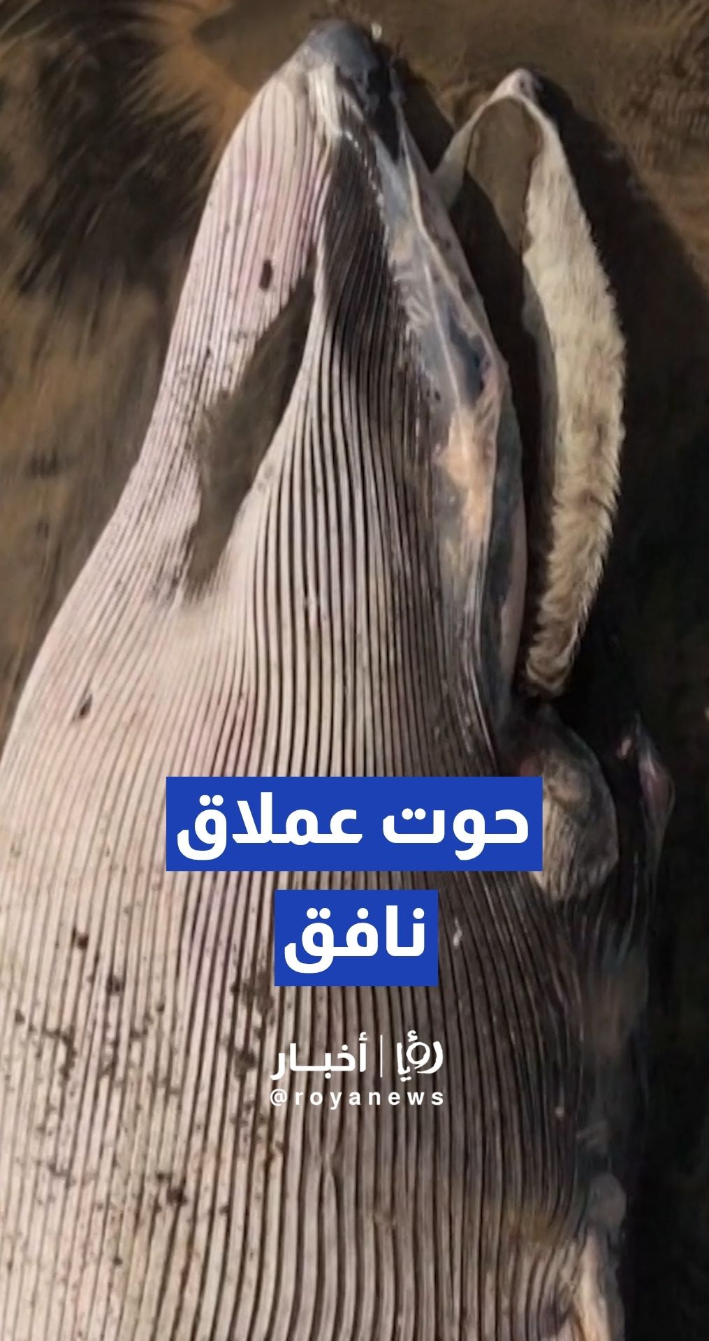 حوت عملاق