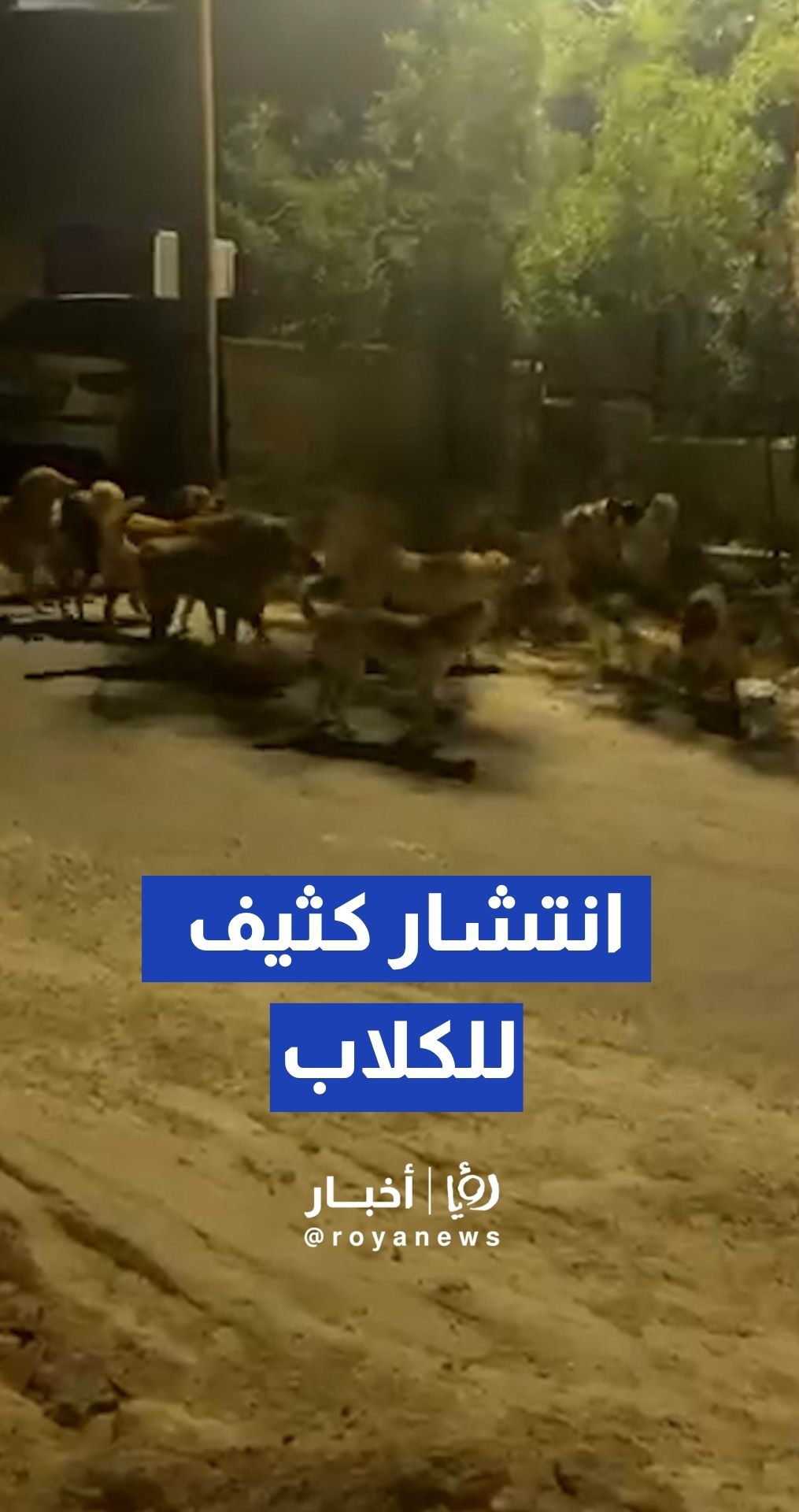 انتشار كثيف للكلاب الضالة في صالحية العابد بالعاصمة عمان